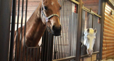 Jak se starat o koně?